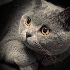 男男Gay互吃呜巴吞精视频
